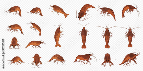 Set of fresh raw shrimp or prawn in various poses on transparent background.