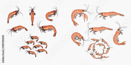 Set of various shrimp and prawns in different poses and sizes, isolated on a transparent background.