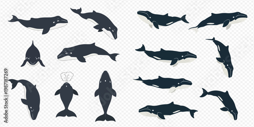 Set of various whale illustrations in different poses, showcasing marine life and ocean creatures.