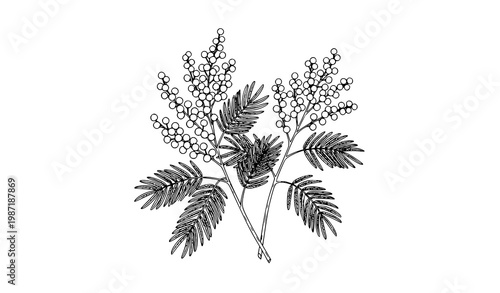 Mimosa botanical line art vector illustration with elegant floral sketch and detailed plant study design