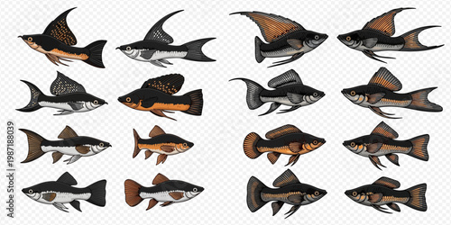 Set of various molly fish species in different colors and fin shapes, isolated on a transparent background.