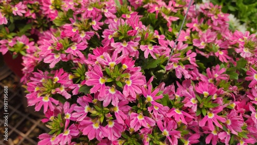 Scaevola aemula is a low-growing shrub with crescent-shaped, fan-like flowers in purple, pink, or white. It prefers full sun and is commonly grown in pots or as ground cover.