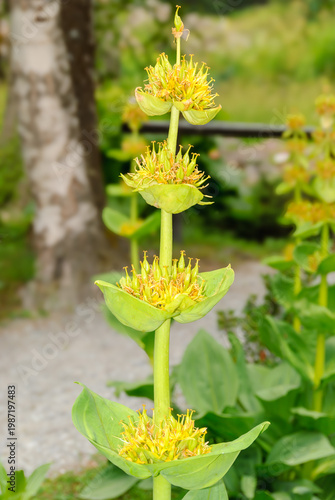 Close-up of a unique green flowering plant with tiered blossoms and yellow stamens, set in a soft natural garden background with vibrant fresh colors.