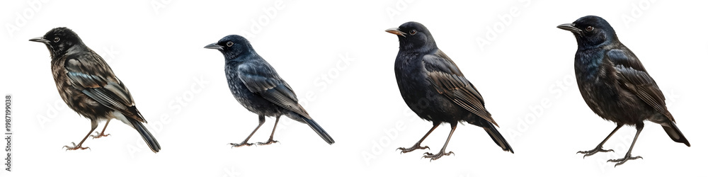 Fototapeta premium Grackle bird evolution shows varying stages of plumage and color on a black background