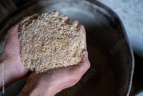 Quadro em tela Hands holding crushed grain feed mixture over a large metal container, showing prepared livestock feed in farm conditions