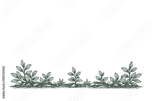 Horizontal ground border featuring low-growing leafy shrubs and herbs. Detailed botanical sketch for garden layouts and natural product packaging.
