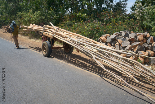 Photos Donkey cart overloaded with long wooden poles on an Ethiopian road