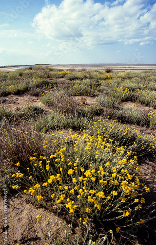 Camargue,