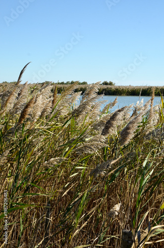 Camargue,