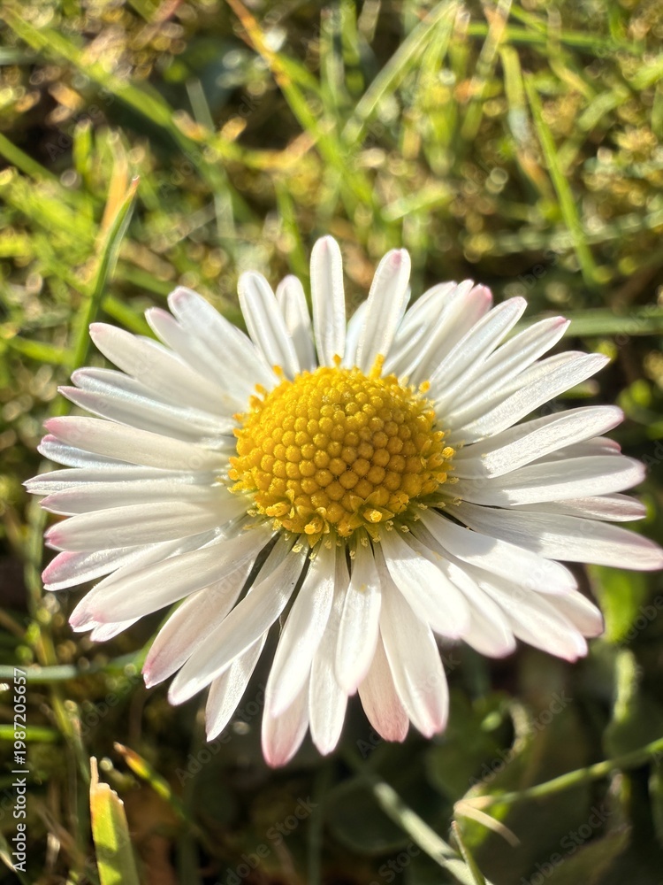 Fototapeta premium close up of white daisy