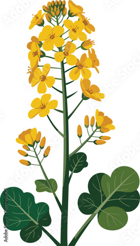 Yellow Canola Flower Blossom Plant with Green Leaves Isolated on White Background