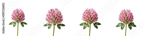 Four clover flowers in a row against a black background display symmetry and beauty