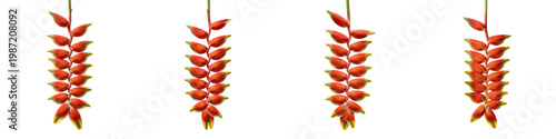 Hanging lobster claw heliconia flowers on black background create a striking arrangement