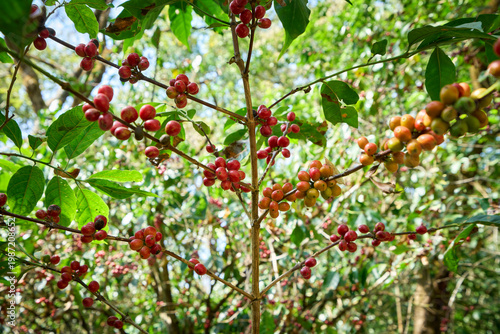Red coffee cherries growing on a branch of a coffee tree