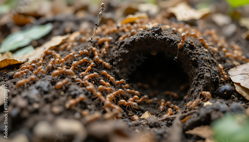 Busy Red Ant Colony at Nest Entrance Macro