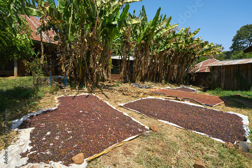 Sun drying coffee beans on mats in an Ethiopian village