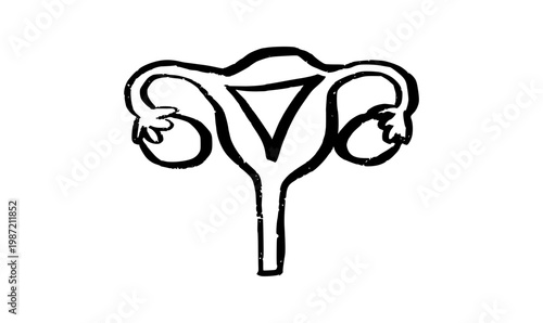 Uterus medical illustration