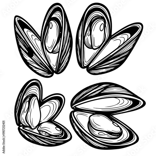 Collection of four black and white mussels in different open and closed positions