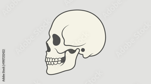Side profile illustration of a human skull on a light grey background, representing anatomy and mortality