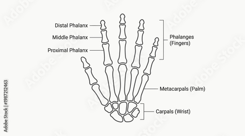 Anatomical illustration of the bones of the human hand and wrist