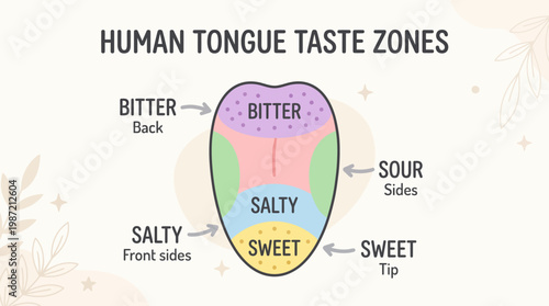 An illustration depicting the human tongue and its different taste zones