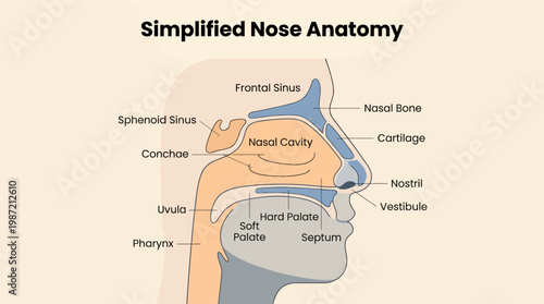 Simplified Human Nasal Anatomy Diagram with Labels for Key Structures