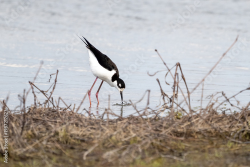 Black-necked stilt feeding along a muddy shoreline in shallow water.