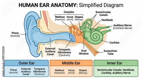 Simplified Diagram Illustrating the Anatomy of the Human Ear and Its Components
