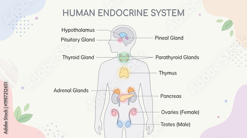 Anatomical illustration detailing the major glands of the human endocrine system, showing their precise locations within the body for educational and medical study of hormonal health