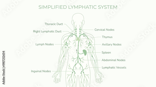 Detailed anatomical diagram showcasing the intricate human lymphatic system with its essential nodes, vessels, and organs crucial for immunity and overall health