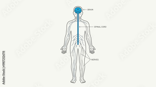 Anatomical illustration of the human nervous system, highlighting the brain, spinal cord, and nerves