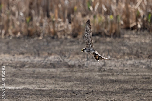 Peregrine falcon flying low over marshland carrying prey in its talons.