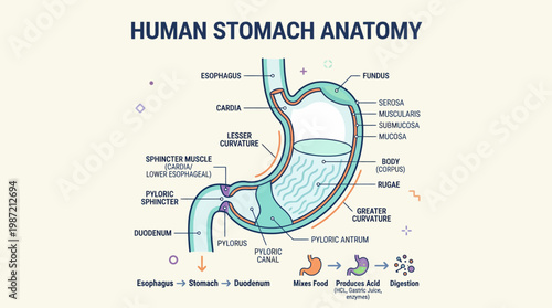 Detailed Diagram Illustrating the Anatomy of the Human Stomach and its Digestive Processes