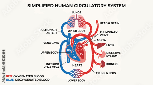 Detailed Scientific Representation of the Human Body's Blood Circulation, Highlighting Oxygenated and Deoxygenated Blood Flow to Major Organs and Limbs