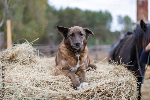 Fotografia A brown mixed-breed dog with white chest lying on a large round hay bale at a st