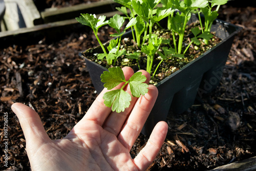 Photos Celery seedlings inspected by person in garden