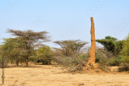 Huge termite mound near acacia trees in african savannah.  Omo valley in Ethiopia.