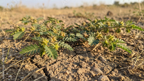 Gokhru thorn plant growing across dry field with rough soil texture detail