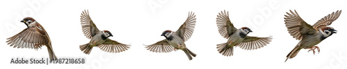 Φωτογραφία Discover our collection of highly detailed sparrow bird figures in dynamic flight poses