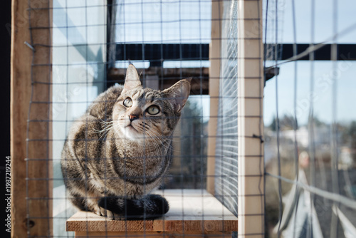 Quadro em tela Cat in catio or outdoor cat enclosure looking at something intense