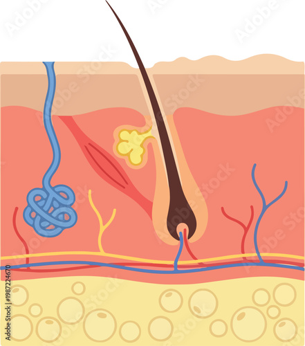 Cross-Section Of Human Skin With Hair Follicle Gland And Blood Vessels