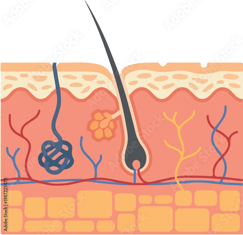 Cross-Section of Human Skin With Hair Follicle and Sweat Gland