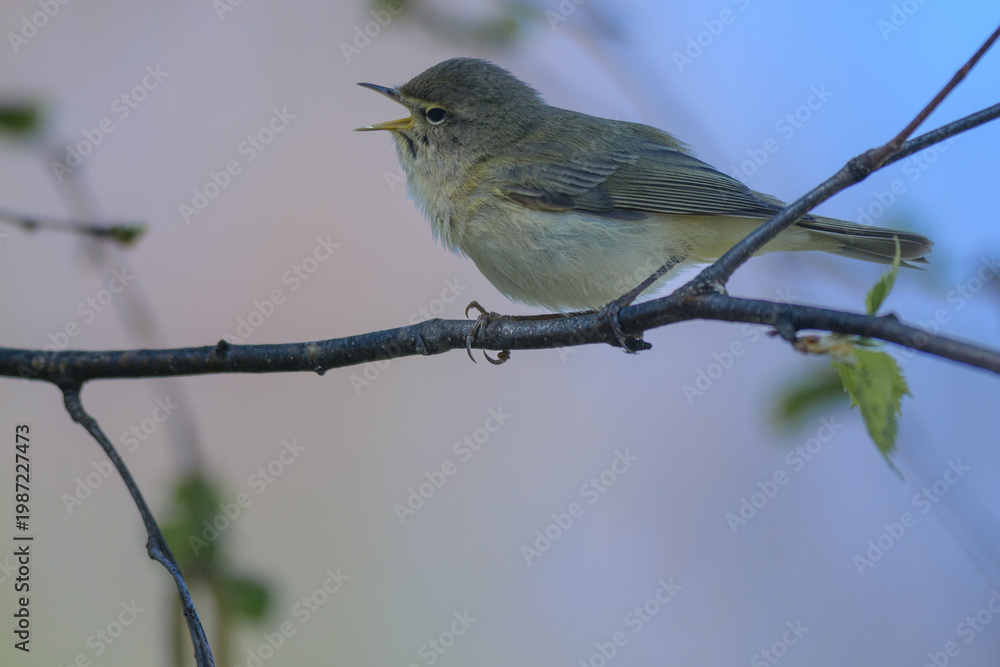 Fototapeta premium common chiffchaff perches delicately on a budding tree branch