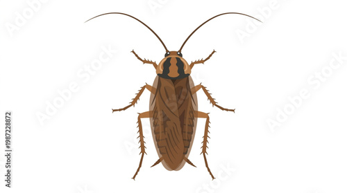 Cockroach Insect Vector Flat Illustration Top View