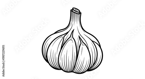 Garlic Bulb Vector Illustration, Hand Drawn Line Art Graphic for Culinary Design and Organic Food Branding
