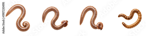 Photos Earthworm and Soil Invertebrate Collection – 4 Different Crawling Brown Worms an