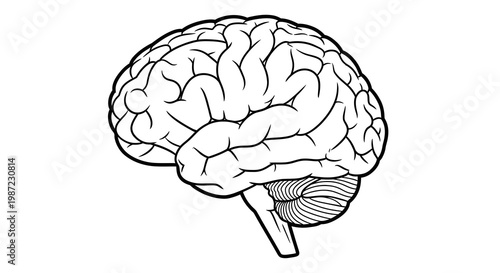 Human Brain Anatomy Vector Illustration, Detailed Biological Organ Drawing in Minimalist Line Art Style for Scientific and Educational Medical Research