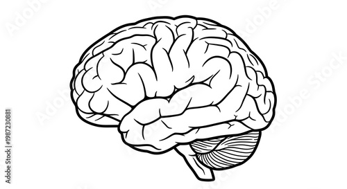 Human Brain Anatomy Vector Illustration, Detailed Biological Organ Drawing in Minimalist Line Art Style for Scientific Education and Medical Research Projects