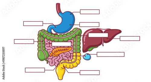 Human Digestive System Anatomy Diagram Vector Illustration with Blank Labels for Educational Medical Study and Biology Classroom Learning Materials