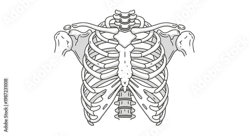 Human Rib Cage Anatomy Vector Illustration, Detailed Skeletal Chest Structure with Sternum and Vertebrae, Medical Educational Graphic for Biology Study